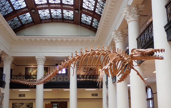 Basilosaurus Display